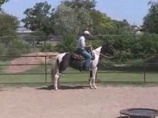 Gaited tobiano Missouri Foxtrotter for sale round pen video