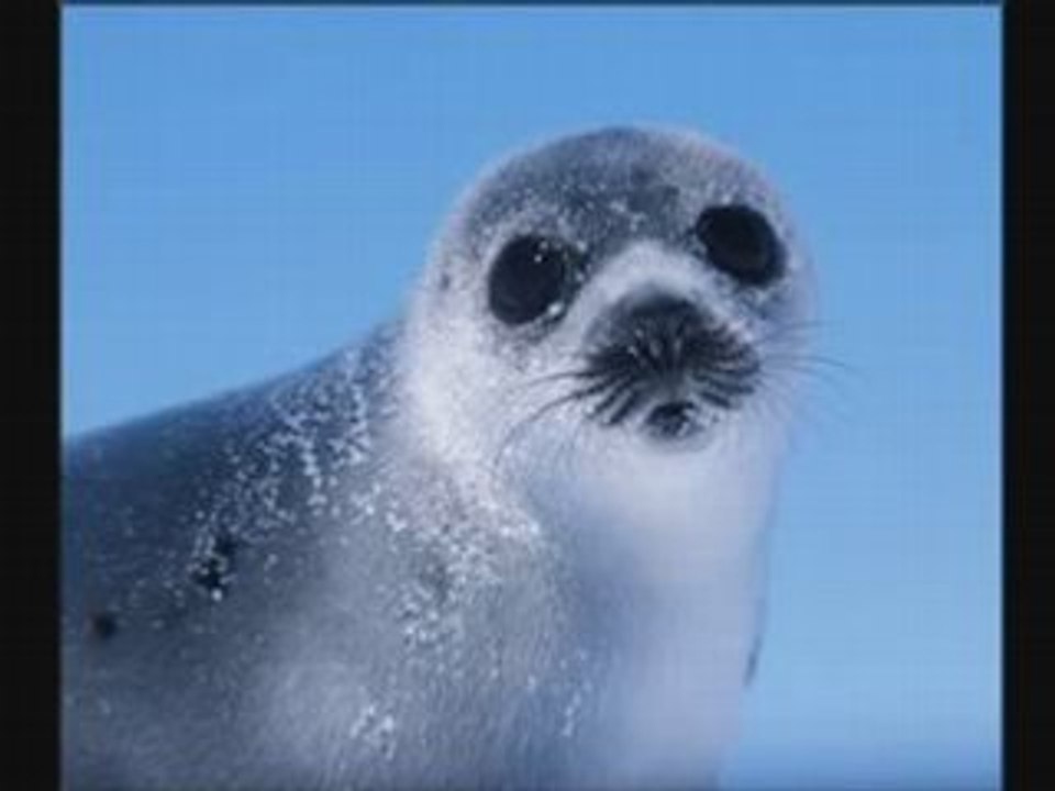 Cat Stevens - Morning has broken( Protect the seal)