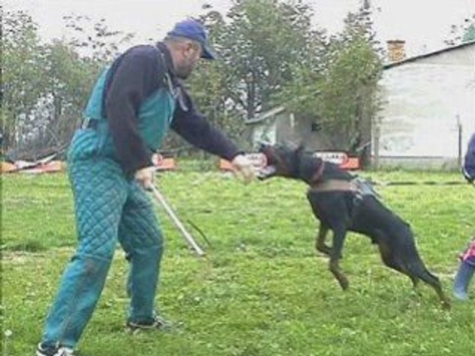 Gucha dog show