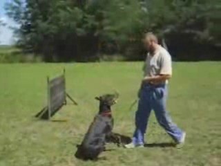 Icarus di Altobello & Veljko Stanisic