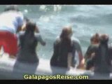 Snorkeling video Galapagos Tours and Cruises