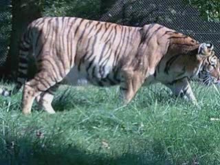 Petite sortie à thoiry