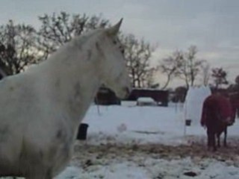 CHEVAUX SANS LA NEIGE 8/01/09