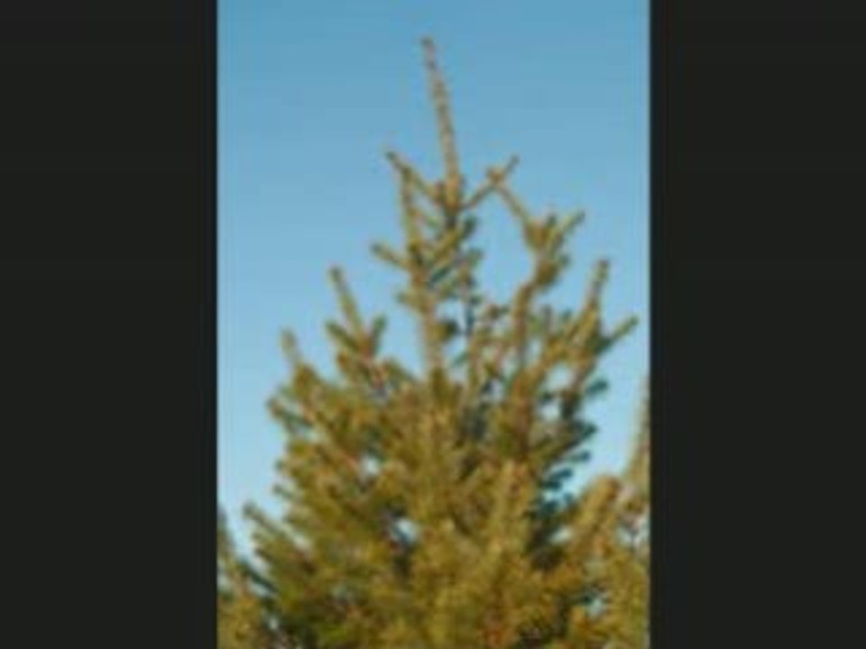 Le sapin_0002