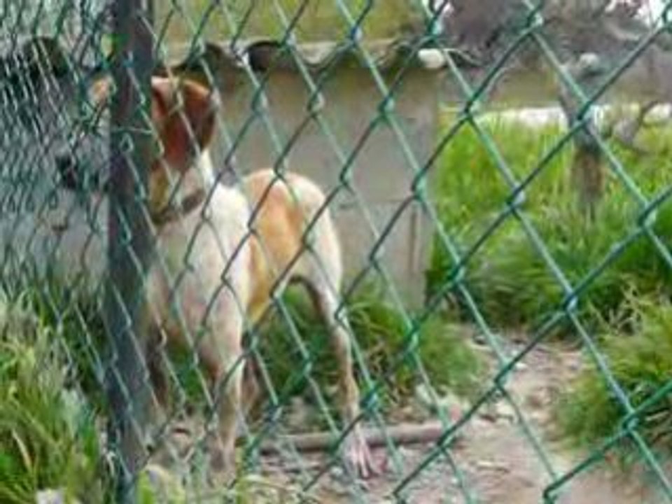 Mon chien Oscar