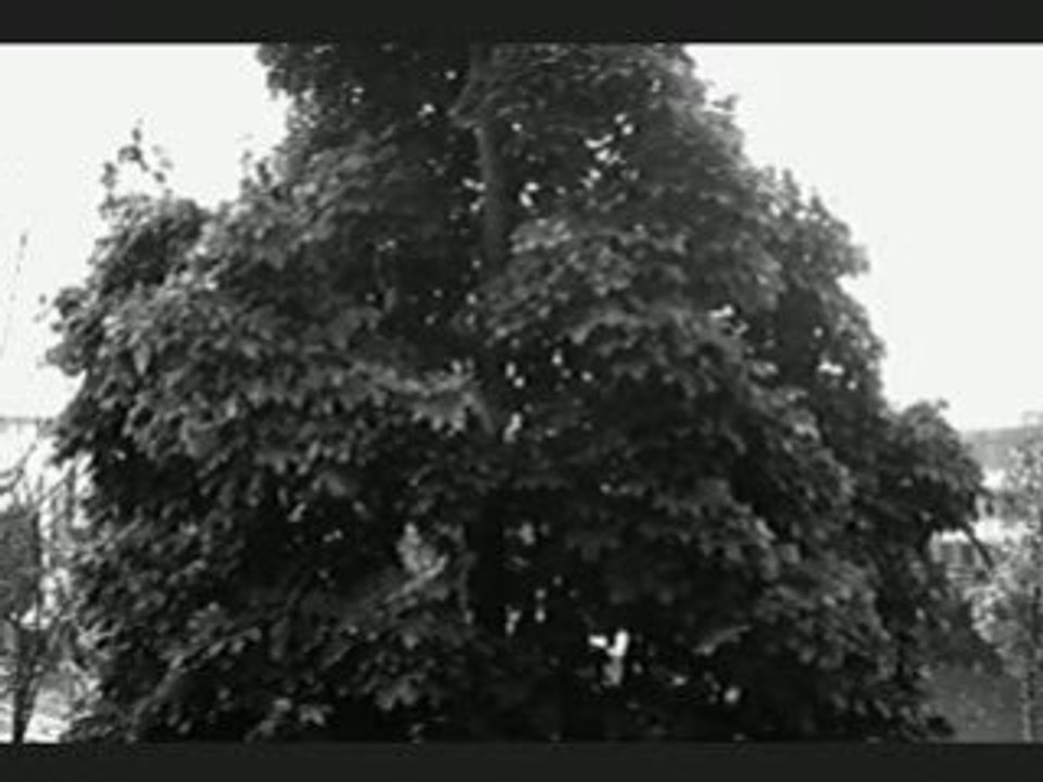 Un arbre
