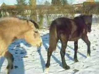 Ulrika pature neige 2