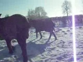 martin perou neige pature 2