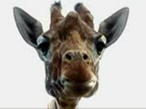 img-girafe