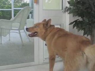 Los Angeles Pet Owners - Save Gas by Ordering Online Now!