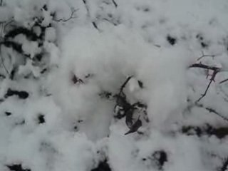 6-01-09 neige maison 014