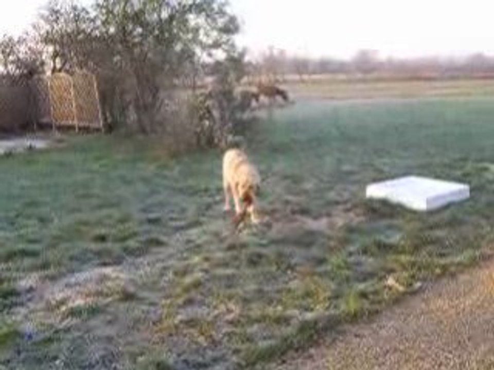 Camelia 01.2009 bonds