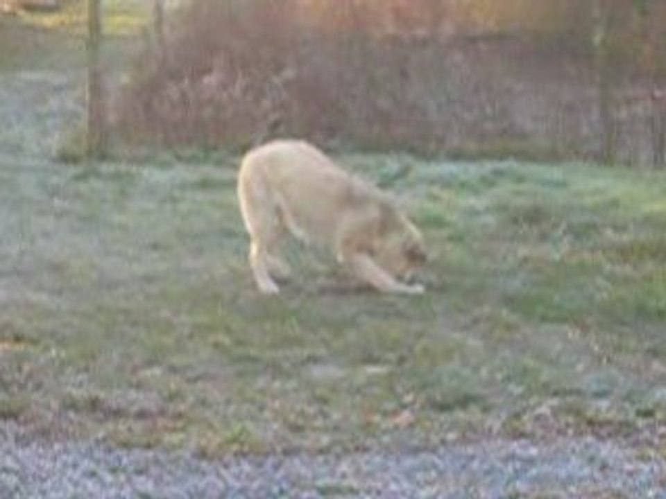 Camelia 01.2009 la fofolle