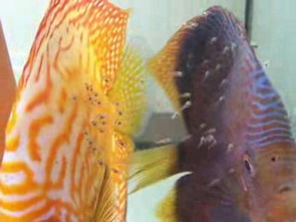 Jour 5 de nage libre le 10-01-09