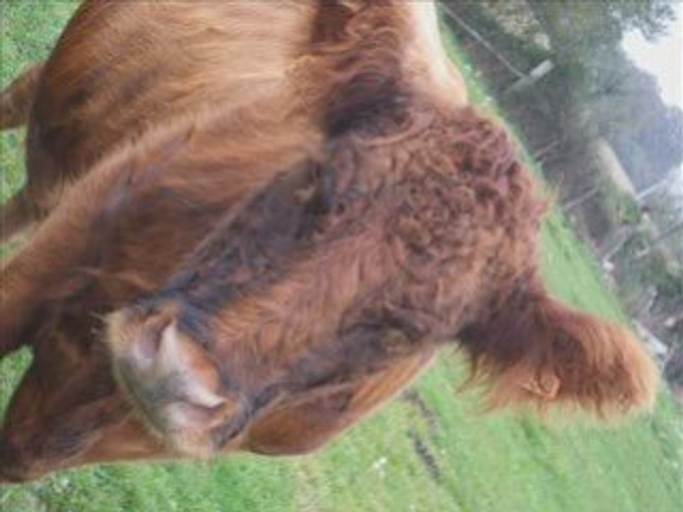 Mes vaches