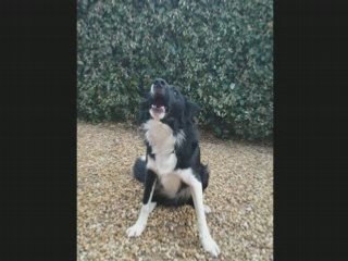 Bono (de 8 semaines à 2 ans et demi)