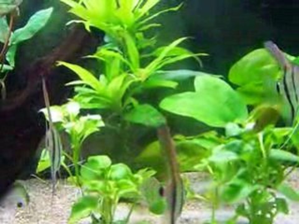 Altums 8 JANVIER 001