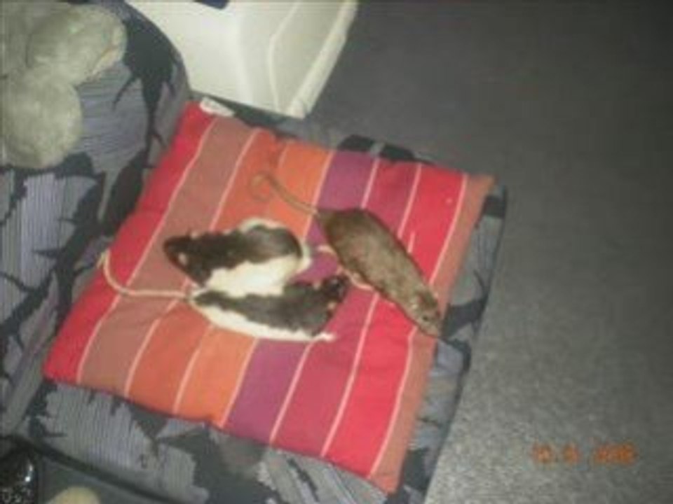 Rats et compagnie!