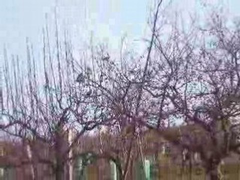 chasse de la grives a la glu chez lala