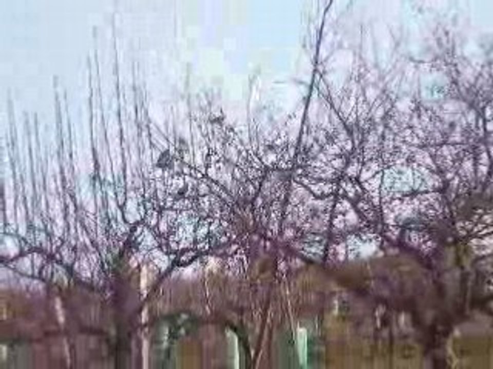 chasse de la grives a la glu chez lala