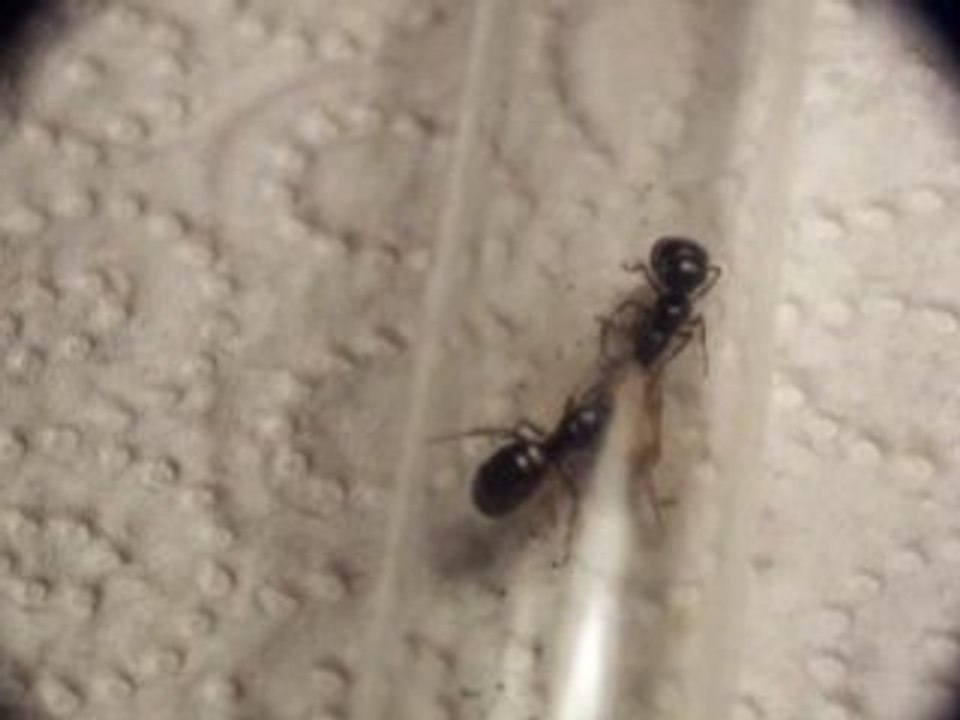 Formica lemani