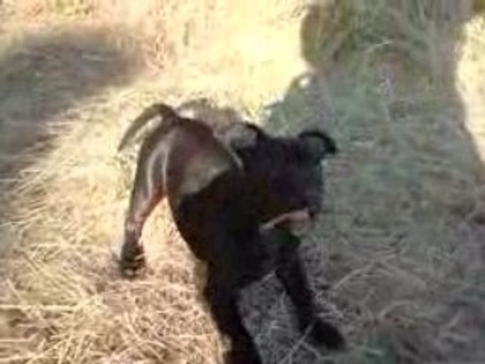 An'tai et les chevaux3