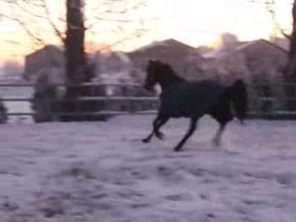 Blacky dans la neige