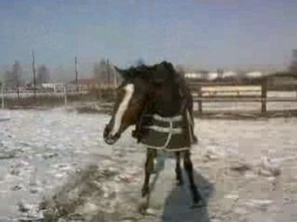 Maestro qui se roule dans la neige