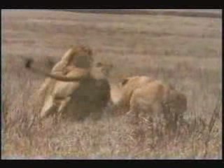 LION CONTRE HYENNE ATTAK