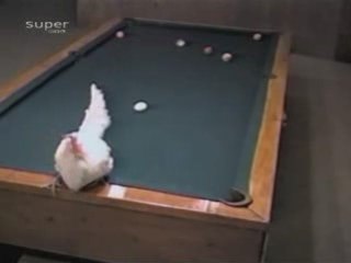 Une poule qui joue au billard ... trop fort !!!