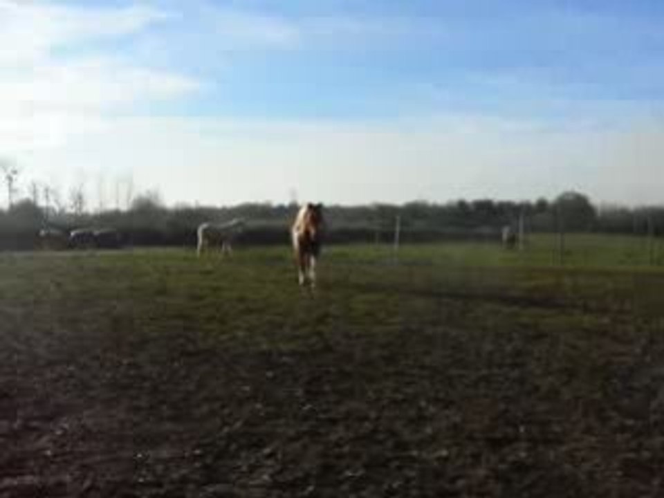 Reve vient au trot 10 01 09