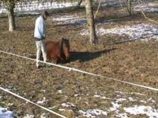 chevaux dans la neige