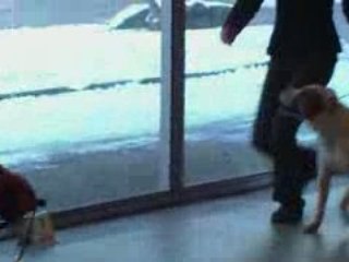 paris dog show 2009  inter male