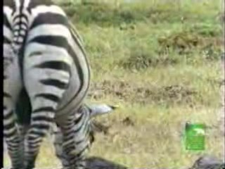 Lion Lessons In Survivial