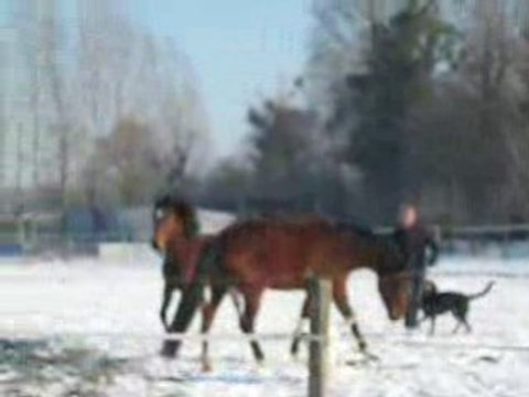 mes louttes et les chiennes