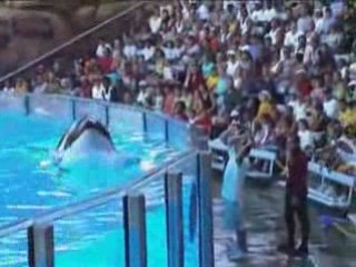 Shamu Show at SeaWorld Orlando Florida
