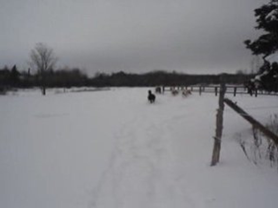 Les chevaux sont déchainés