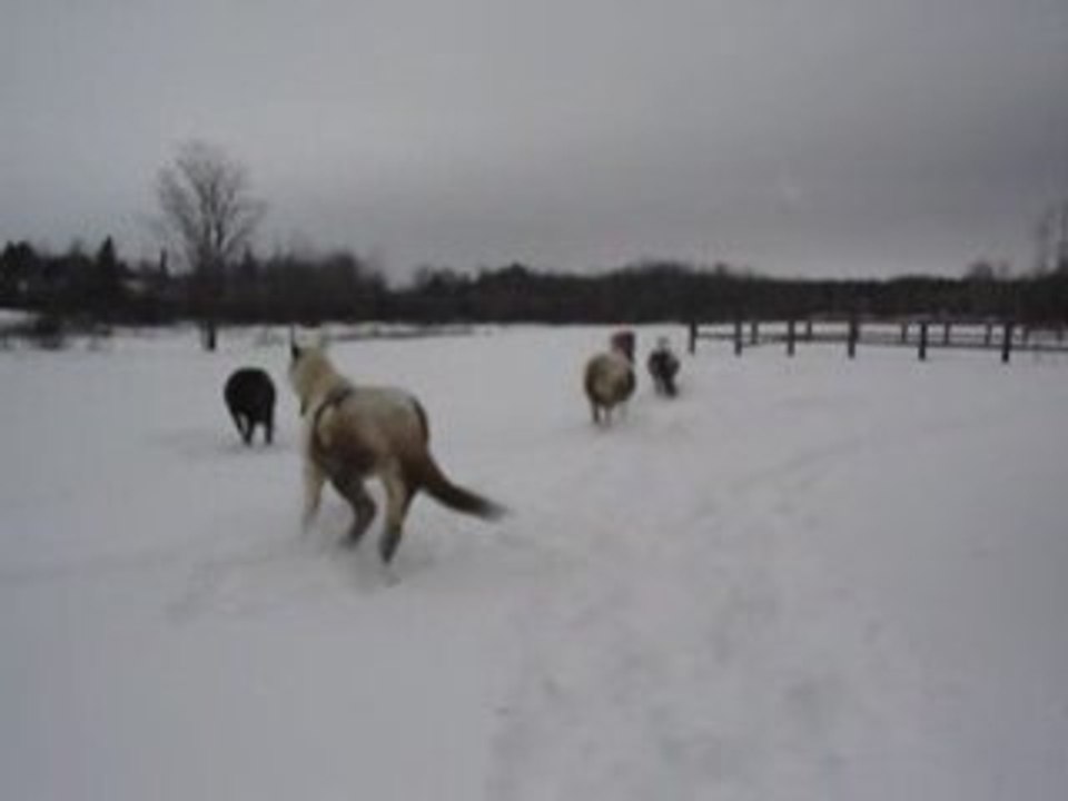 Encore les chevaux..