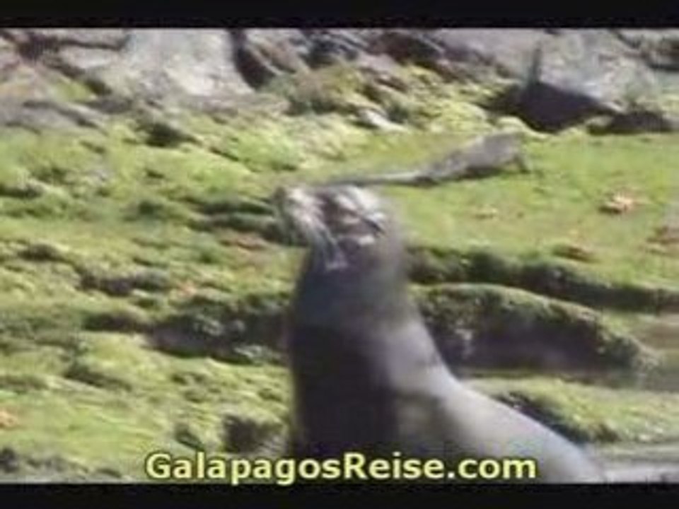 Video Galapagos Part 8 - nature, wildlife
