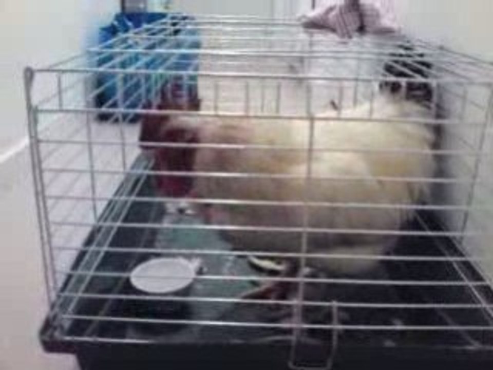 LE COQ.........