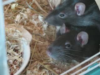 Ratounettes en plein effort