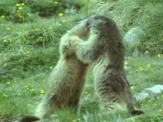 la vie privée des animaux (1/6) tome 1