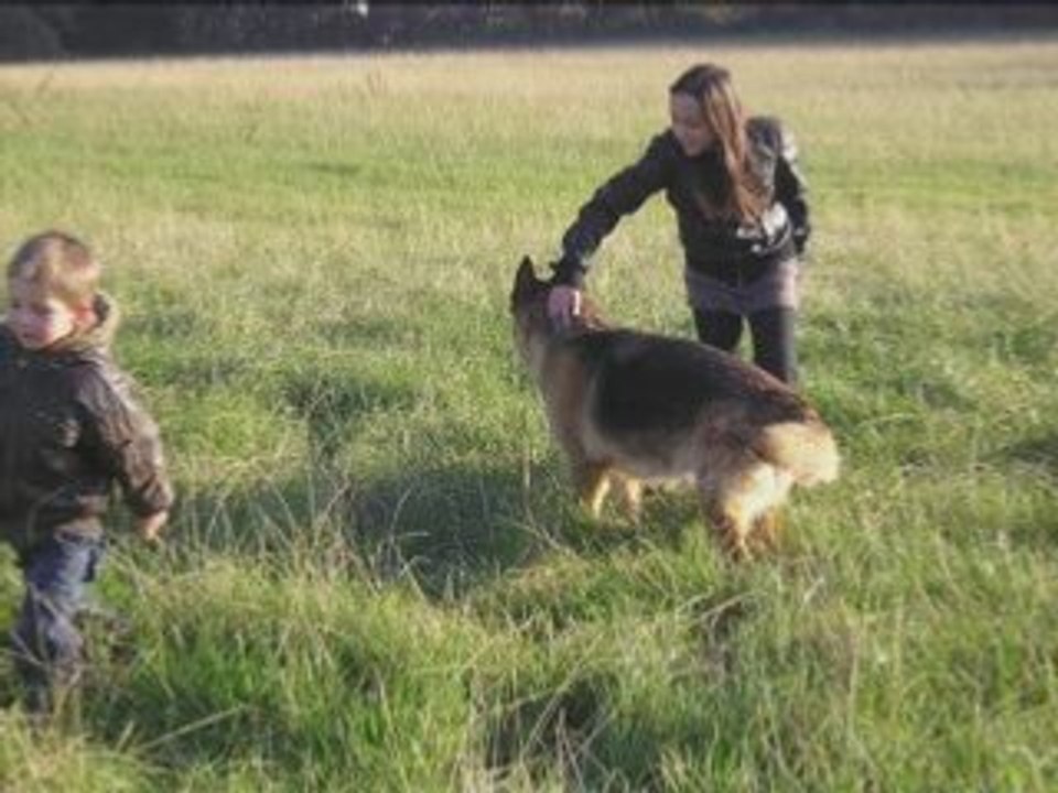 Ballade avec les chiens