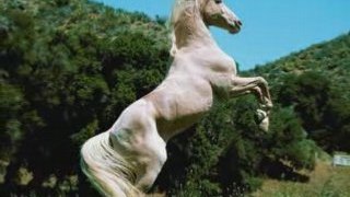 Image des chevaux ^^