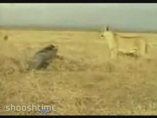 petit phacochère VS lionne