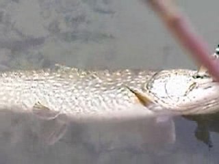 brochet de 90 cm au manier