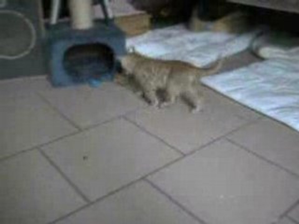 CLIP4856
