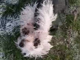 Danette toujours fofolle