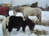 CHEVAUX DANS LA NEIGE 8JANV09