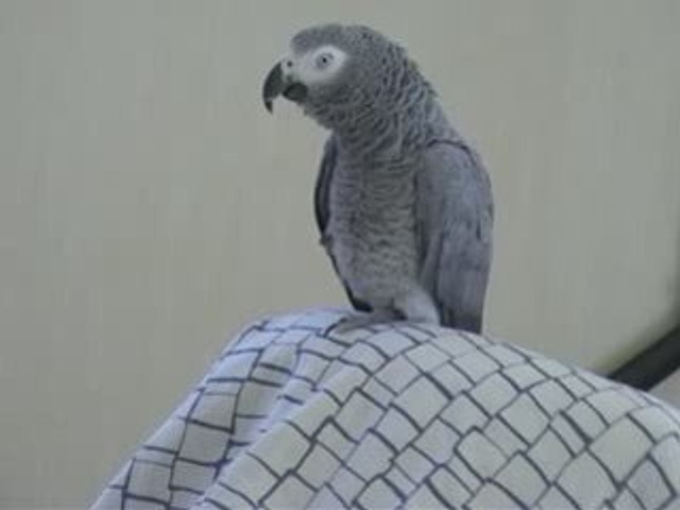 Oh elle est belle Tsuki ma fifille